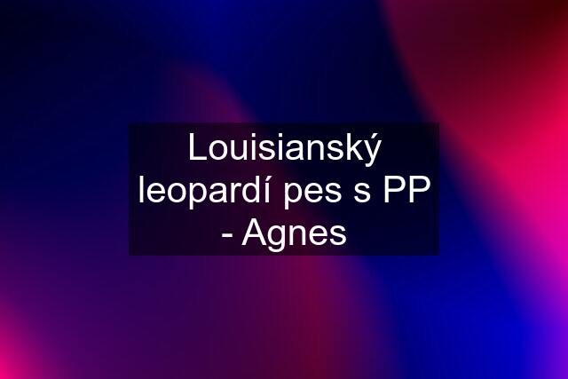 Louisianský leopardí pes s PP - Agnes