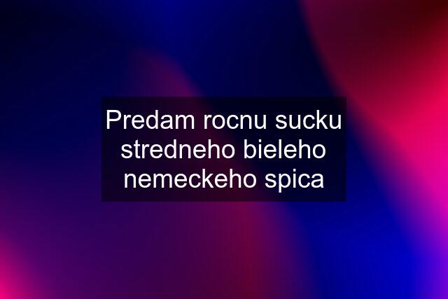 Predam rocnu sucku stredneho bieleho nemeckeho spica