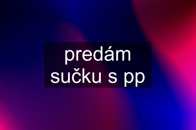 predám sučku s pp