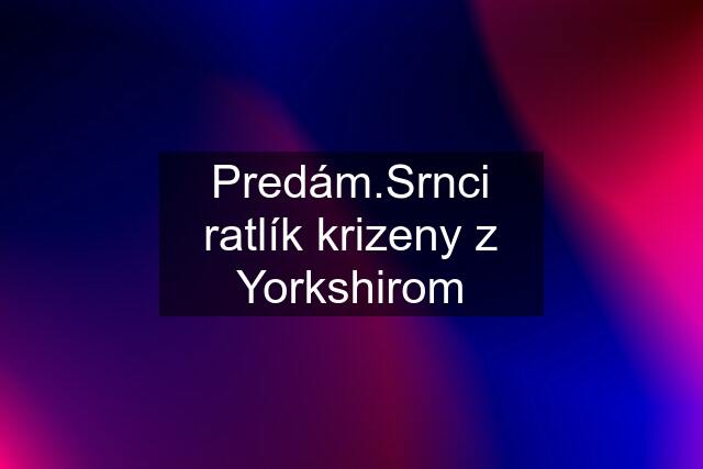 Predám.Srnci ratlík krizeny z Yorkshirom