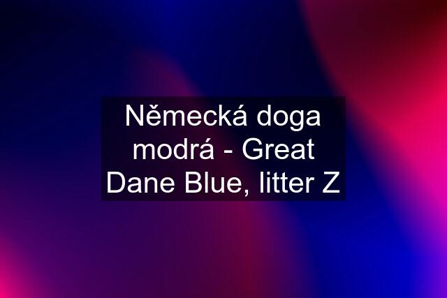 Německá doga modrá - Great Dane Blue, litter Z