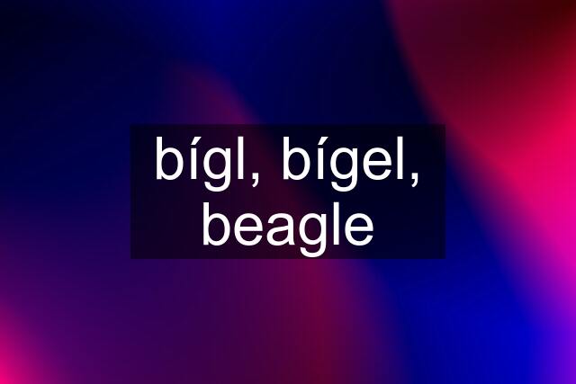 bígl, bígel, beagle