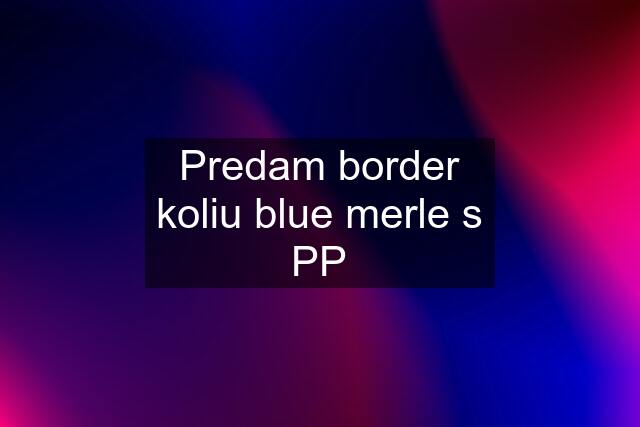 Predam border koliu blue merle s PP