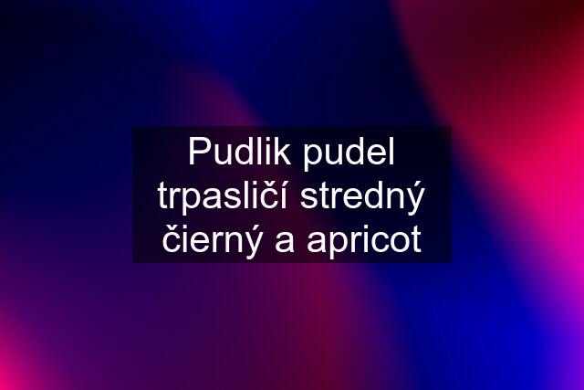 Pudlik pudel trpasličí stredný čierný a apricot