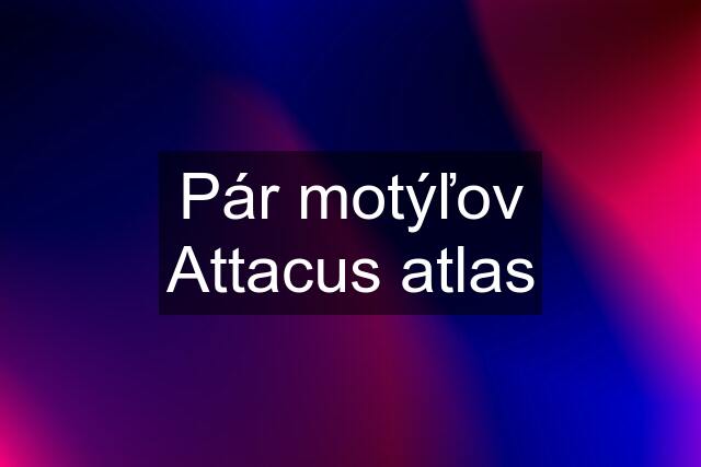 Pár motýľov Attacus atlas