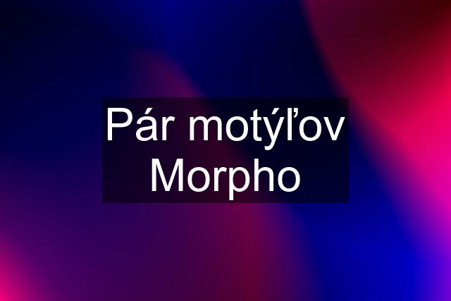 Pár motýľov Morpho