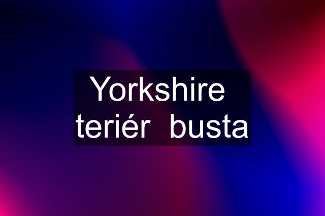 Yorkshire  teriér  busta