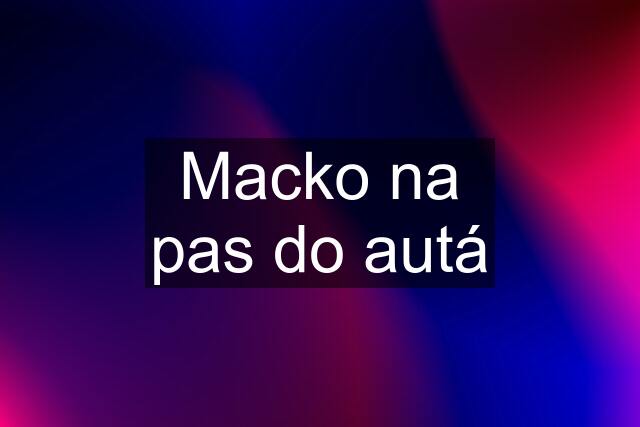 Macko na pas do autá