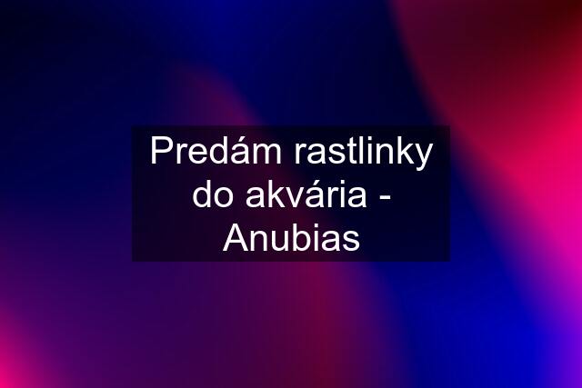 Predám rastlinky do akvária - Anubias