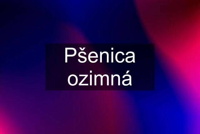 Pšenica ozimná