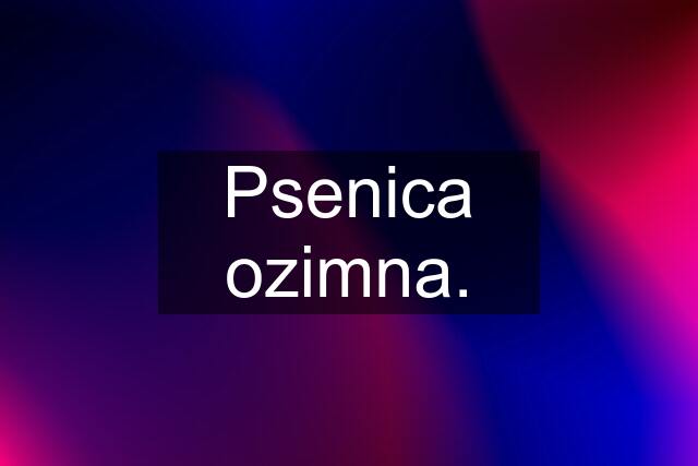 Psenica ozimna.