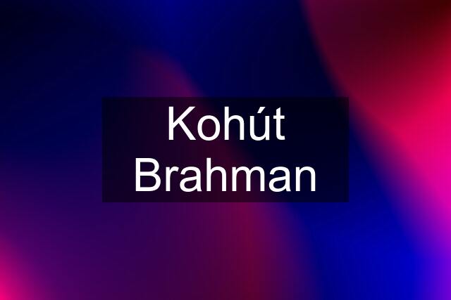 Kohút Brahman