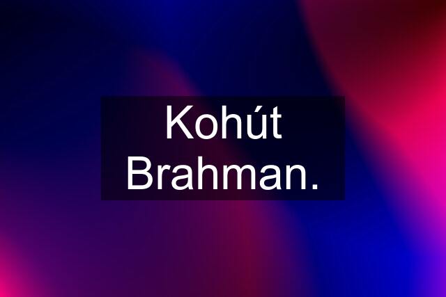 Kohút Brahman.