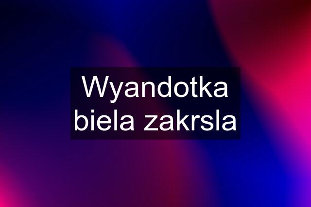 Wyandotka biela zakrsla