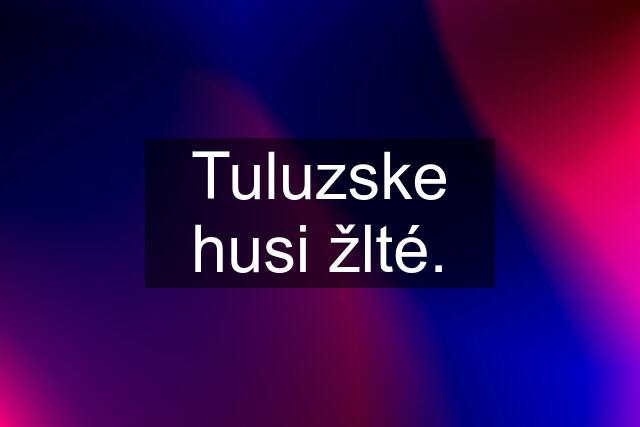 Tuluzske husi žlté.