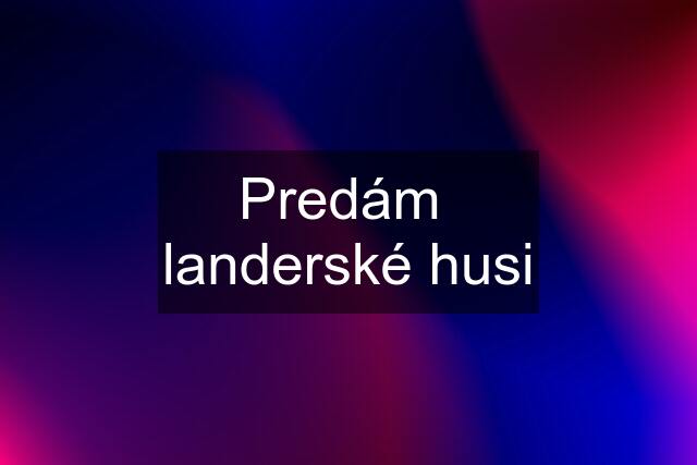 Predám  landerské husi