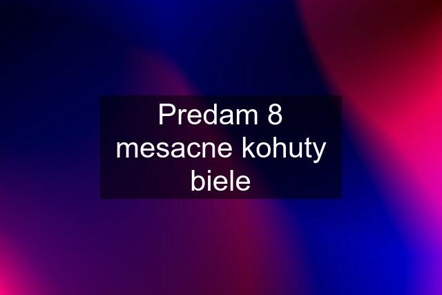 Predam 8 mesacne kohuty biele