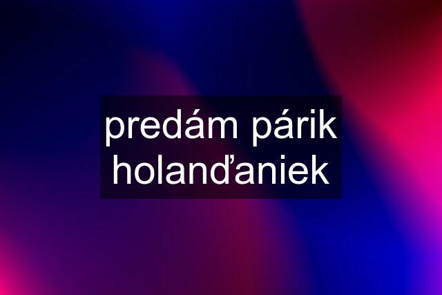predám párik holanďaniek