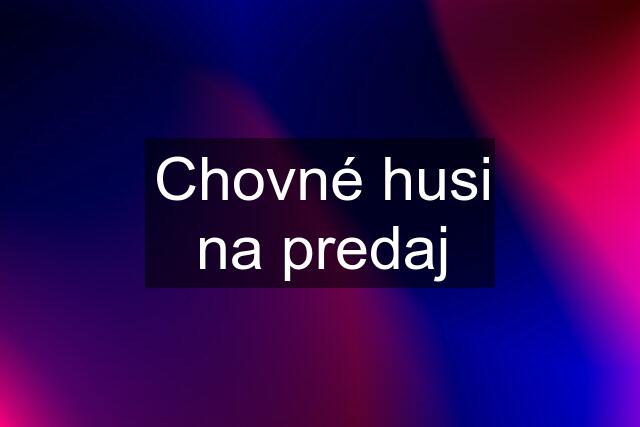 Chovné husi na predaj