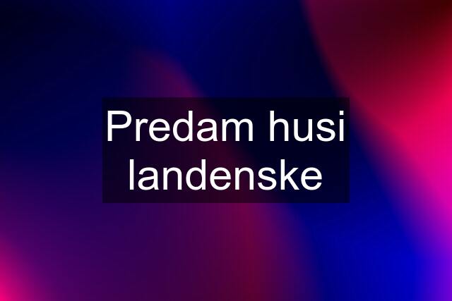 Predam husi landenske