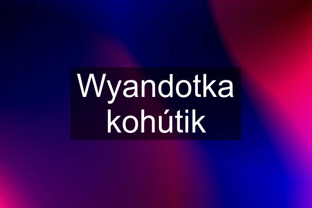 Wyandotka kohútik