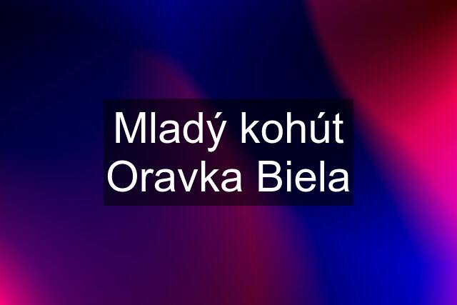 Mladý kohút Oravka Biela