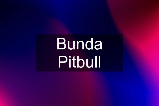 Bunda Pitbull