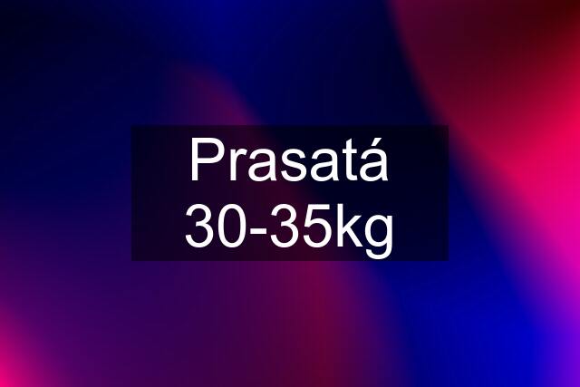 Prasatá 30-35kg