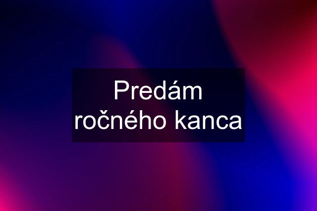 Predám ročného kanca