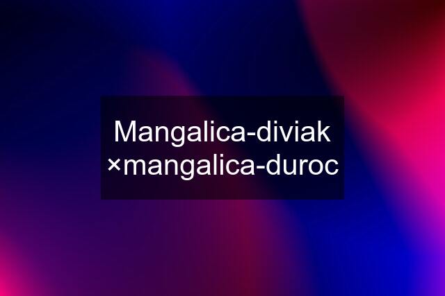 Mangalica-diviak ×mangalica-duroc