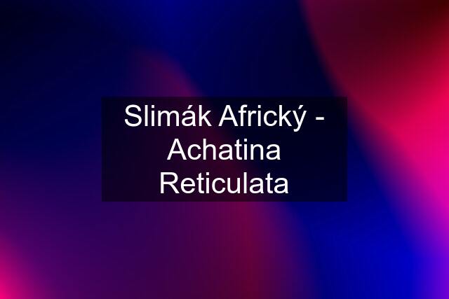 Slimák Africký - Achatina Reticulata