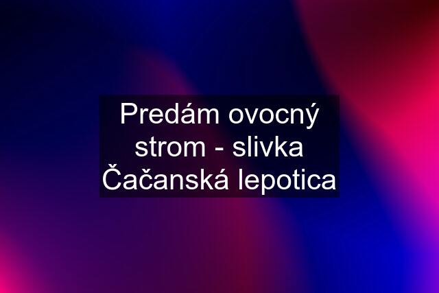 Predám ovocný strom - slivka Čačanská lepotica