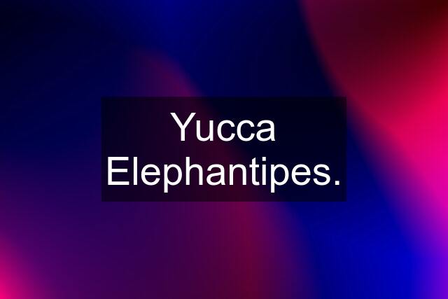 Yucca Elephantipes.