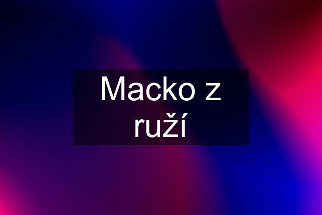 Macko z ruží