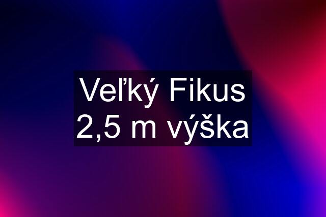 Veľký Fikus 2,5 m výška