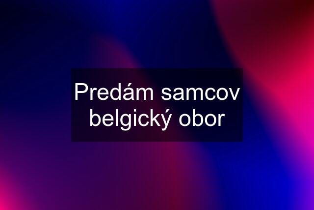 Predám samcov belgický obor