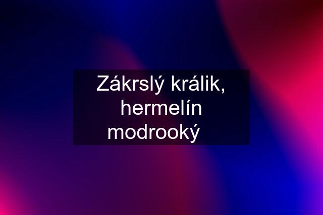 Zákrslý králik, hermelín modrooký❤️