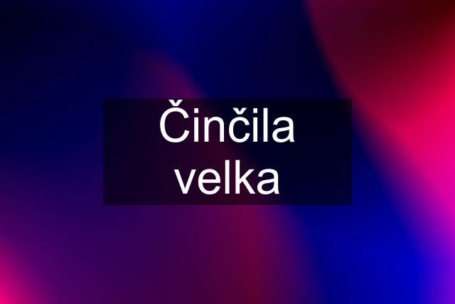 Činčila velka