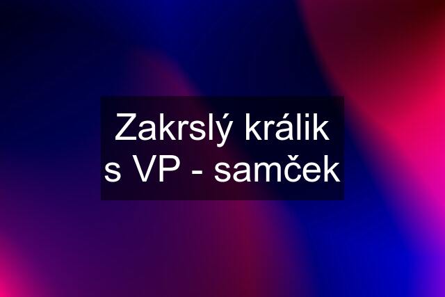 Zakrslý králik s VP - samček