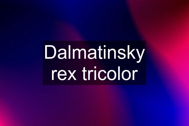 Dalmatinsky rex tricolor