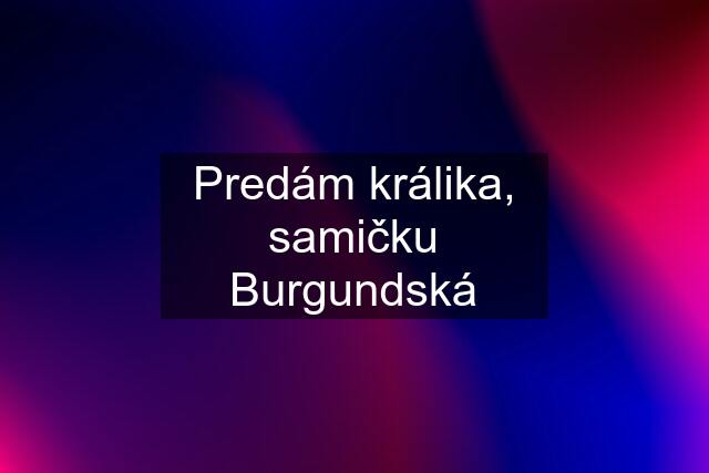 Predám králika, samičku Burgundská