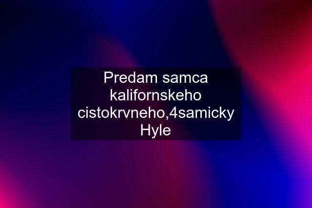 Predam samca kalifornskeho cistokrvneho,4samicky Hyle