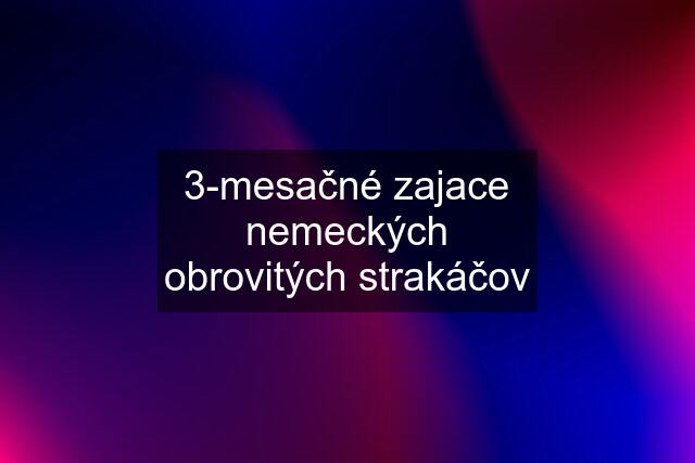 3-mesačné zajace nemeckých obrovitých strakáčov