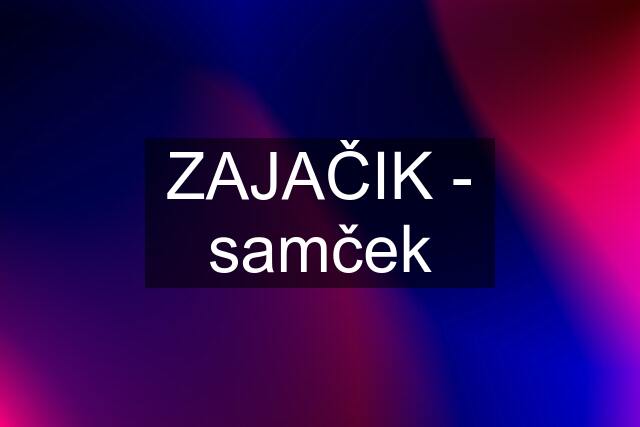 ZAJAČIK - samček