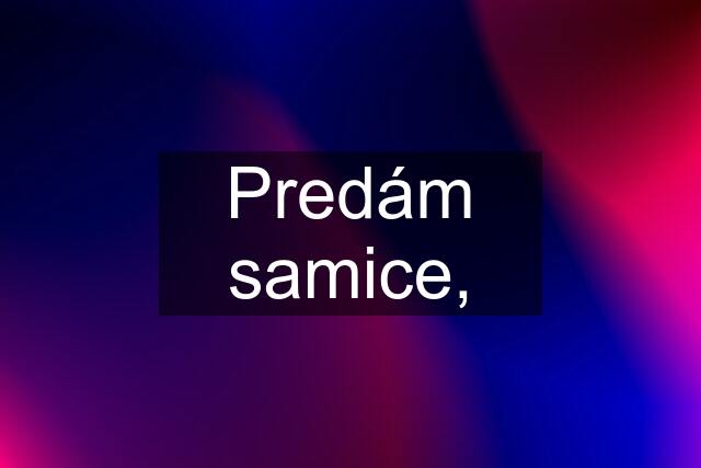 Predám samice,