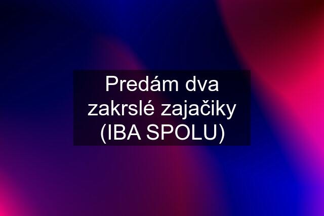 Predám dva zakrslé zajačiky (IBA SPOLU)