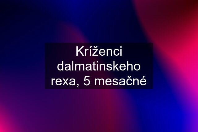 Kríženci dalmatinskeho rexa, 5 mesačné