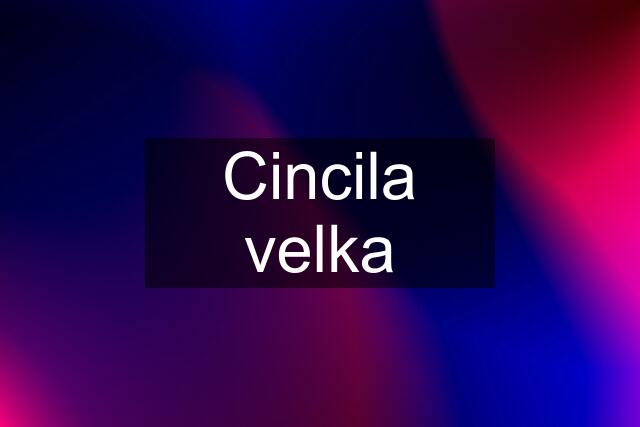 Cincila velka