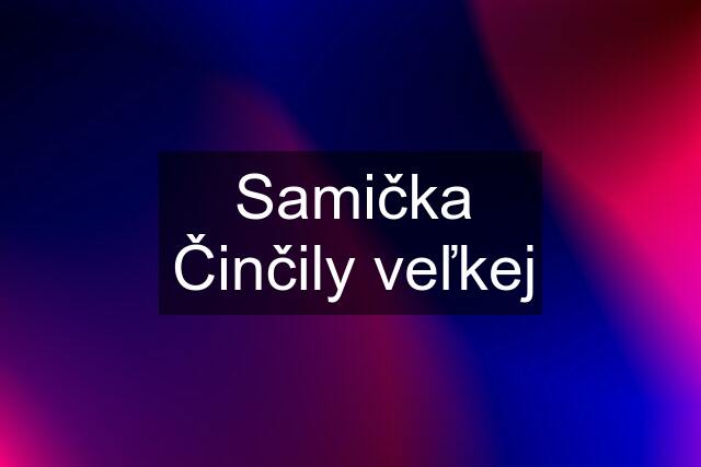 Samička Činčily veľkej