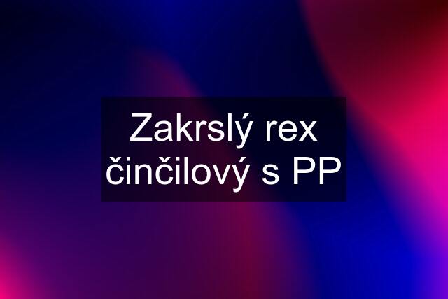 Zakrslý rex činčilový s PP